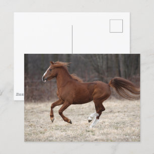 Bob Langrish   Chestnut Hackney Pony Running Vykort