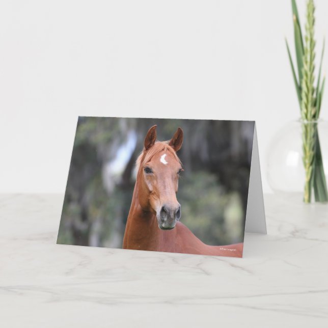 Bob Langrish | Chestnut Oldenburg Headshot Kort (Framsida)