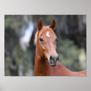 Bob Langrish   Chestnut Oldenburg Headshot Poster