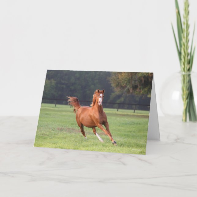 Bob Langrish | Chestnut Oldenburg Running Kort (Framsida)