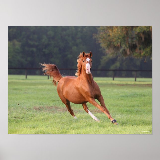 Bob Langrish | Chestnut Oldenburg Running Poster (Framsidan)