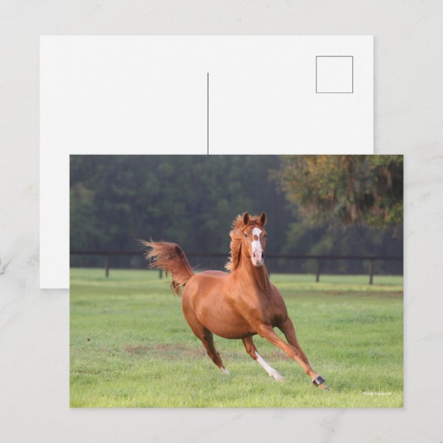 Bob Langrish | Chestnut Oldenburg Running Vykort (Fram/baksida)