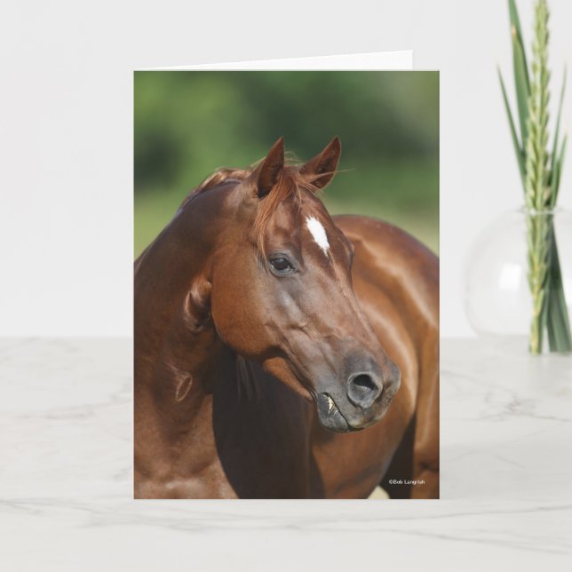 Bob Langrish Chestnut Quarter Horse Mare Headshot Kort (Framsida)