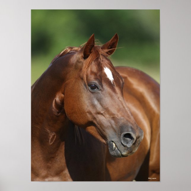Bob Langrish Chestnut Quarter Horse Mare Headshot Poster (Framsidan)