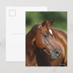 Bob Langrish Chestnut Quarter Horse Mare Headshot Vykort
