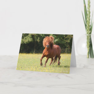 Bob Langrish   Chestnut Shetland Pony Stallion Kort