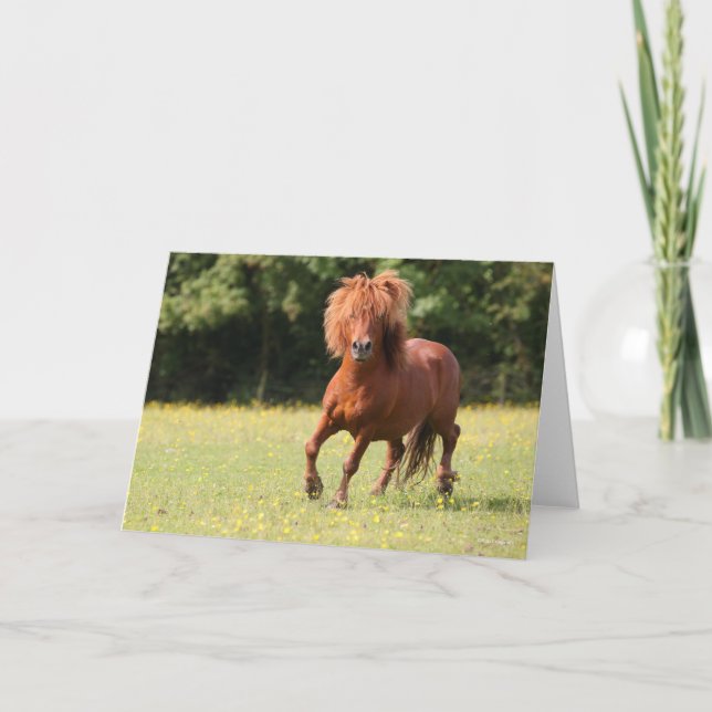 Bob Langrish | Chestnut Shetland Pony Stallion Kort (Framsida)