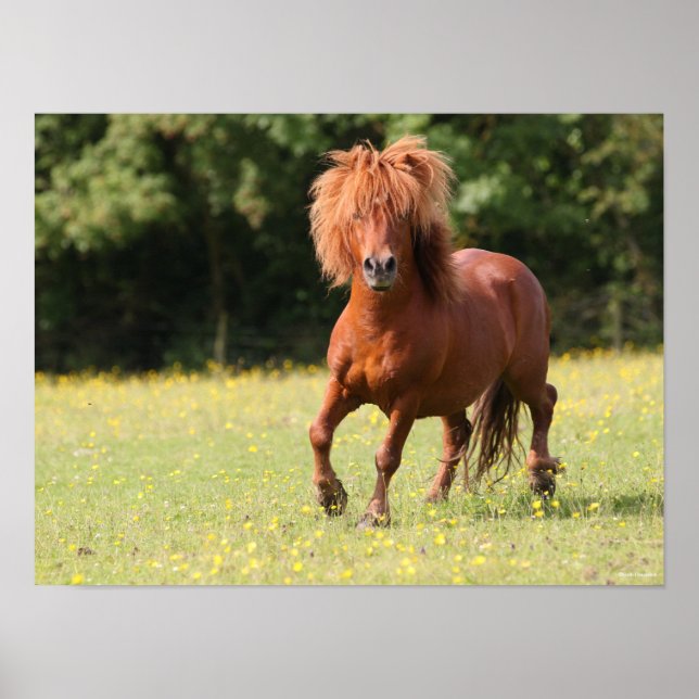 Bob Langrish | Chestnut Shetland Pony Stallion Poster (Framsidan)