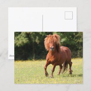 Bob Langrish   Chestnut Shetland Pony Stallion Vykort