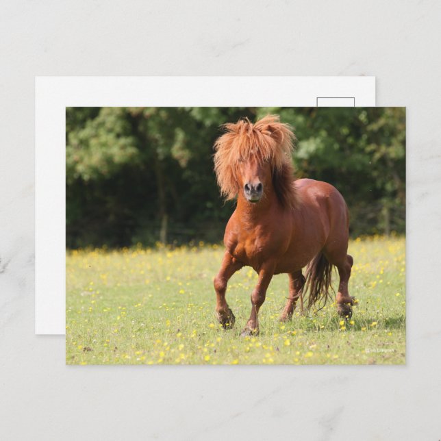 Bob Langrish | Chestnut Shetland Pony Stallion Vykort (Fram/baksida)