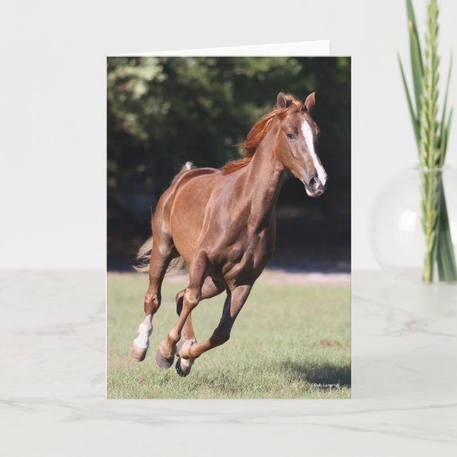 Bob Langrish | Chestnut Tennessee Walker Running Kort (Framsida)