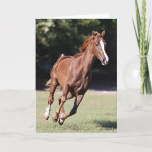 Bob Langrish Chestnut Tennessee Walker Running Kort