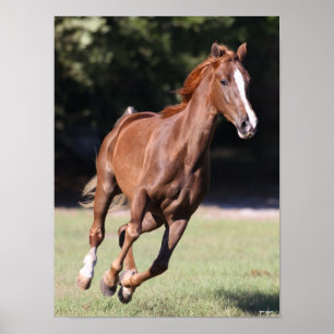 Bob Langrish Chestnut Tennessee Walker Running Poster