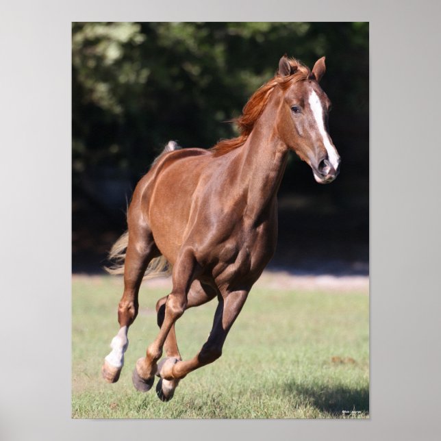 Bob Langrish | Chestnut Tennessee Walker Running Poster (Framsidan)