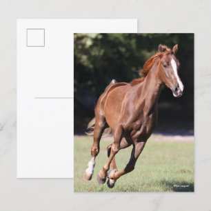 Bob Langrish   Chestnut Tennessee Walker Running Vykort