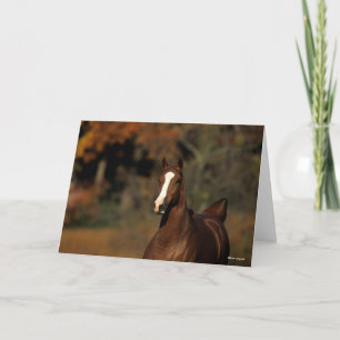 Bob Langrish   Chestnut Thoroughborn Headshot Kort