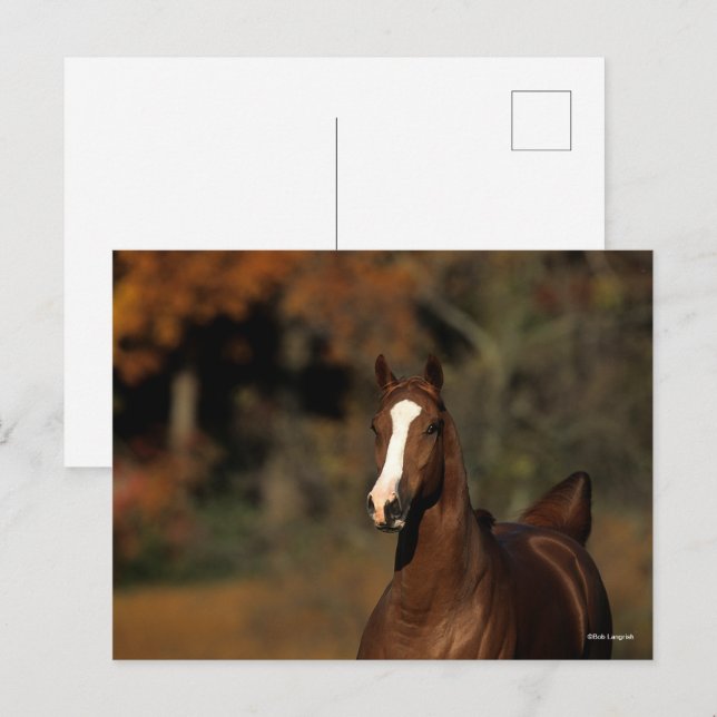 Bob Langrish | Chestnut Thoroughborn Headshot Vykort (Fram/baksida)