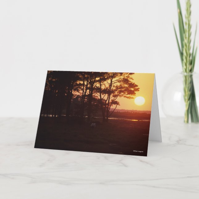 Bob Langrish | Chincoteague Grazing Sunset Kort (Framsida)