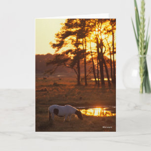 Bob Langrish Chincoteague Horse Grazing at Sunset Kort