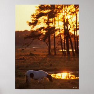 Bob Langrish Chincoteague Horse Grazing at Sunset Poster