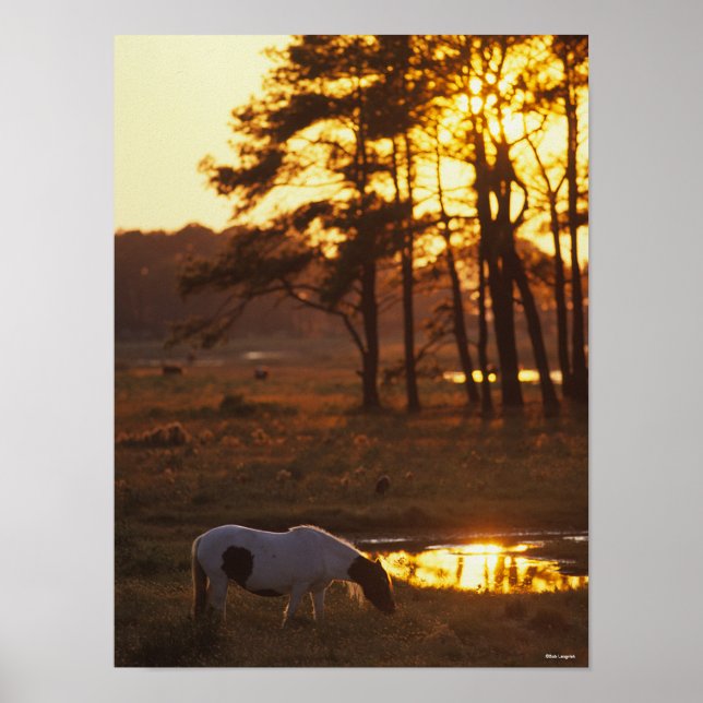 Bob Langrish Chincoteague Horse Grazing at Sunset Poster (Framsidan)