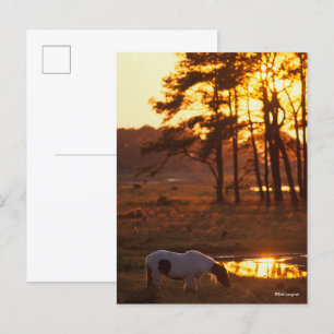 Bob Langrish Chincoteague Horse Grazing at Sunset Vykort