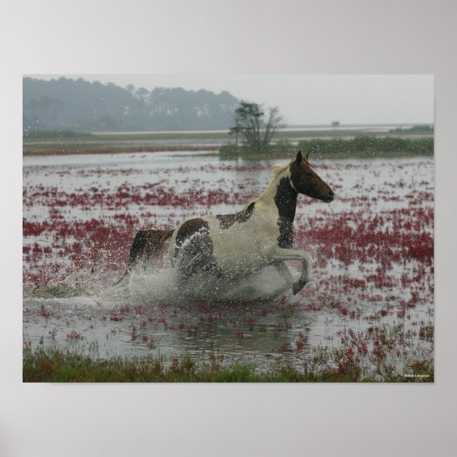 Bob Langrish | Chincoteague Horse Runin Vatten Poster (Framsidan)