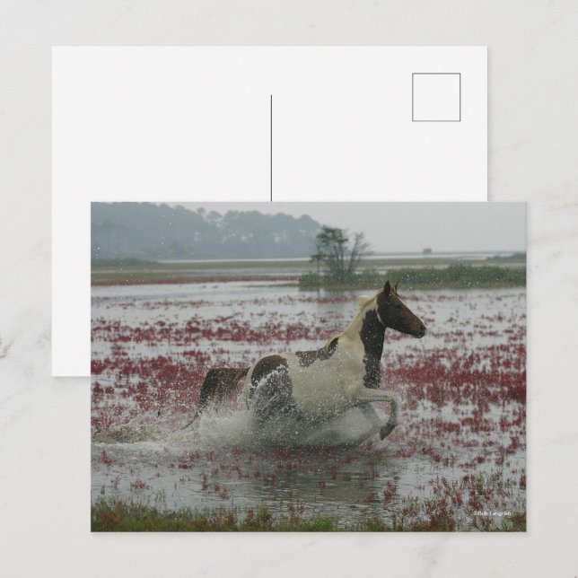 Bob Langrish | Chincoteague Horse Runin Vatten Vykort (Fram/baksida)