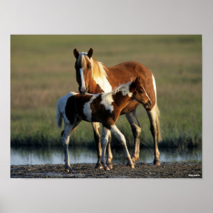 Bob Langrish   Chincoteague Mare and Foal Permanen Poster