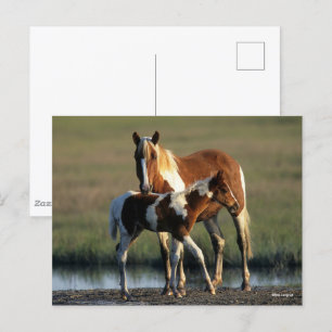 Bob Langrish Chincoteague Mare and Foal Permanen Vykort