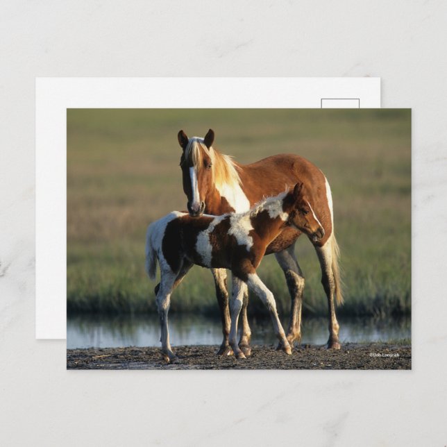 Bob Langrish | Chincoteague Mare and Foal Permanen Vykort (Fram/baksida)