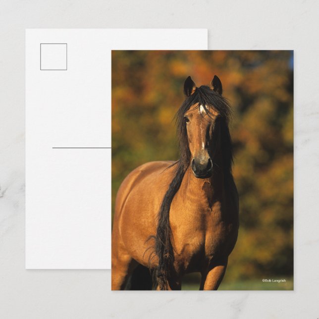 Bob Langrish | Chocktaw Pony-ständiga högste Vykort (Fram/baksida)