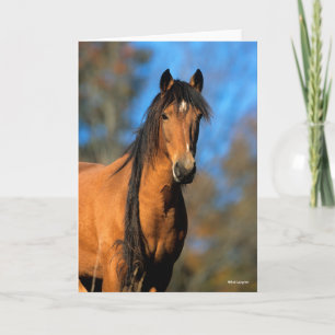 Bob Langrish Choctaw Pony Headshot Kort