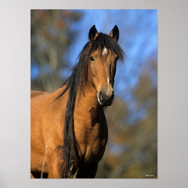 Bob Langrish | Choctaw Pony Headshot Poster (Framsidan)