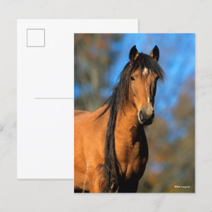 Bob Langrish Choctaw Pony Headshot Vykort