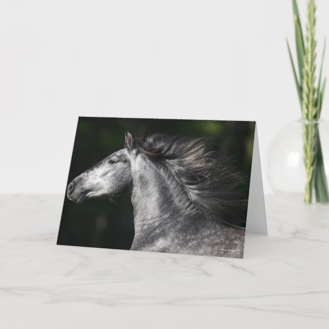 Bob Langrish | Dapple Grey Andalucian headshot Kort (Framsida)