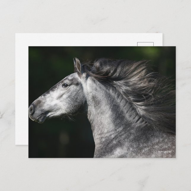 Bob Langrish | Dapple Grey Andalucian headshot Vykort (Fram/baksida)