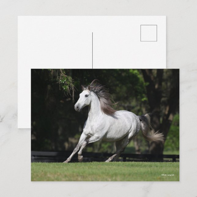 Bob Langrish | Dapple Grey Andalucian Running Vykort (Fram/baksida)