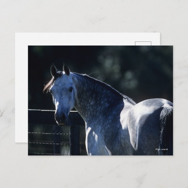 Bob Langrish | Dubbelsidig bakgrundsbelyst Grått-a Vykort (Fram/baksida)