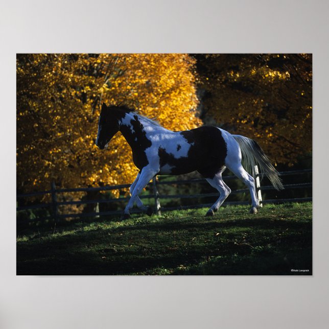 Bob Langrish | Färghorse under hösten Poster (Framsidan)