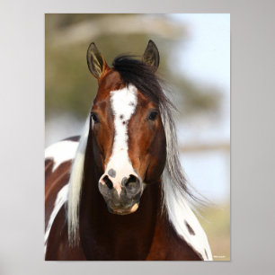 Bob Langrish Färgstallion Headshot Poster