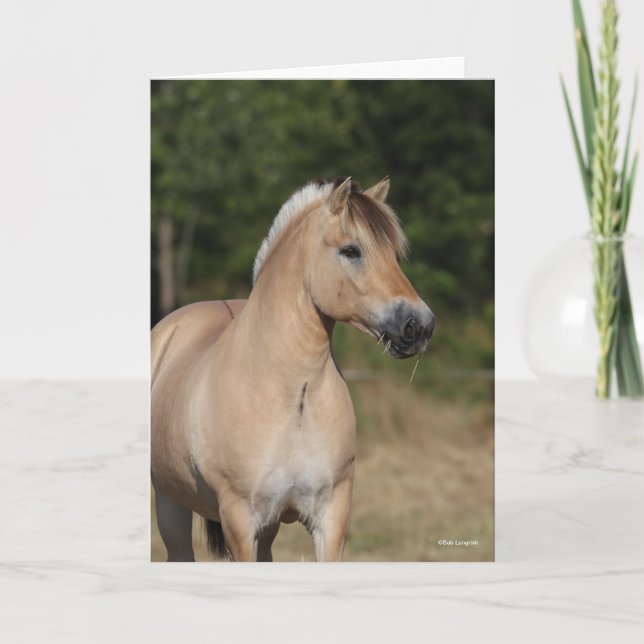 Bob Langrish | Fjord Horse Standing Headshot Kort (Framsida)