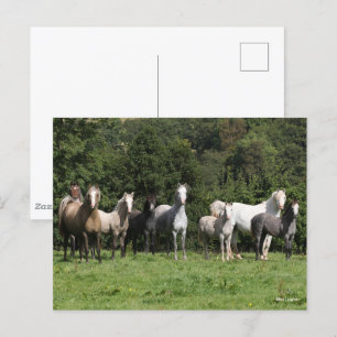 Bob Langrish Flock Walesponnyer Stående Vykort