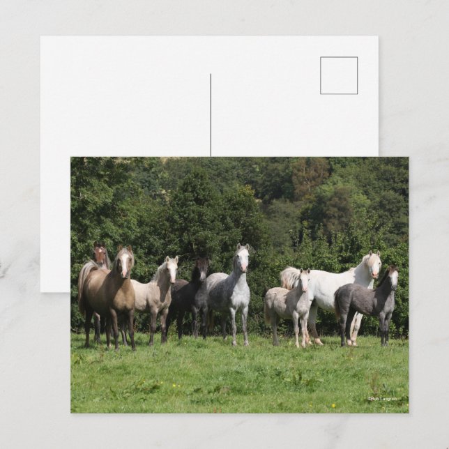 Bob Langrish | Flock Walesponnyer Stående Vykort (Fram/baksida)