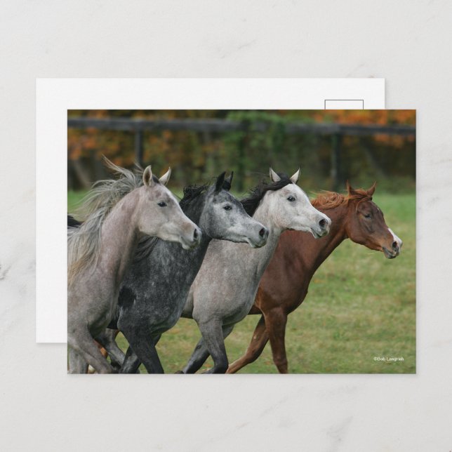 Bob Langrish | Four Arab Horses Racing Headshot Vykort (Fram/baksida)