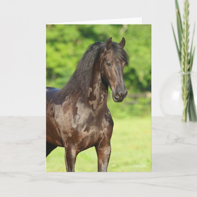 Bob Langrish | Friesian Horse Permanent Headshot Kort (Framsida)
