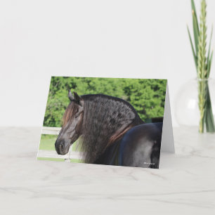 Bob Langrish Friesian Horse Permanent headshot Kort