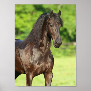Bob Langrish Friesian Horse Permanent Headshot Poster