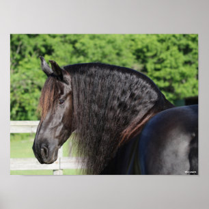 Bob Langrish   Friesian Horse Permanent headshot Poster