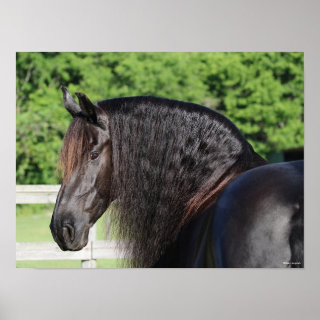 Bob Langrish | Friesian Horse Permanent headshot Poster (Framsidan)